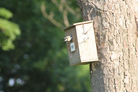 Mésange charbonnière ressortant d’un nichoir après avoir nourri sa couvée