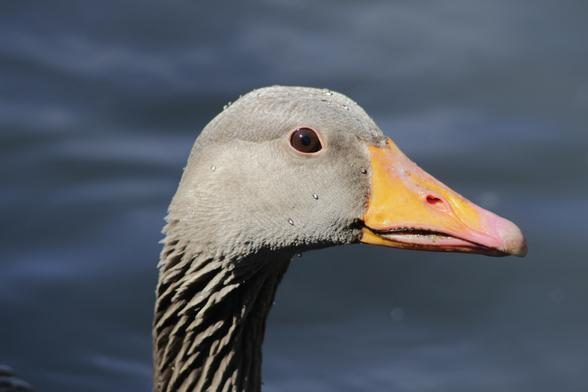 Eine Graugans im Portrait.