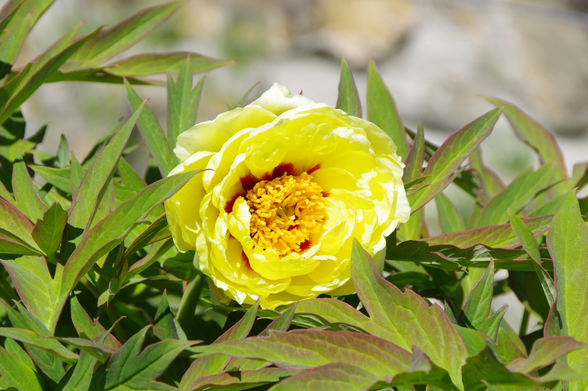 Gelbe Blüte mit roten Basalflecken im grünem Laub.