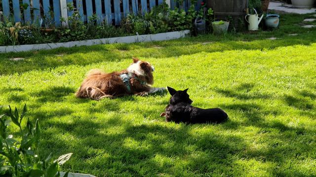 Zwei Hunde liegen im Gras und halten Ausschau