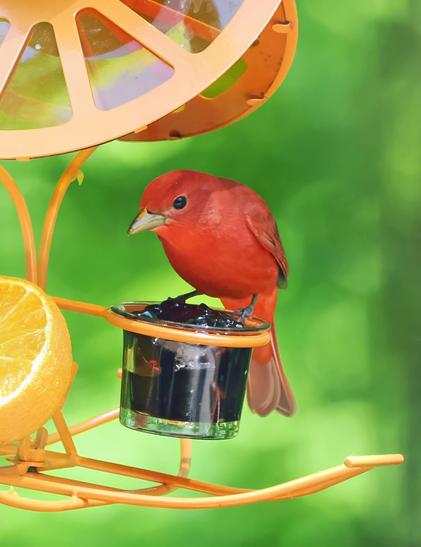 A completely red bird with an orange tint, of medium size, sits on the cup filled with grape jelly. He is a male summer tanager. I first saw him last year in late April, when I was stuck in the recliner after having my knee replaced. He really likes jelly and usually comes for it in the morning and evening. Today he arrived in the middle of the day, so he must be hungry. Last year, he was joined by a female, but so far, I haven't seen any females around.