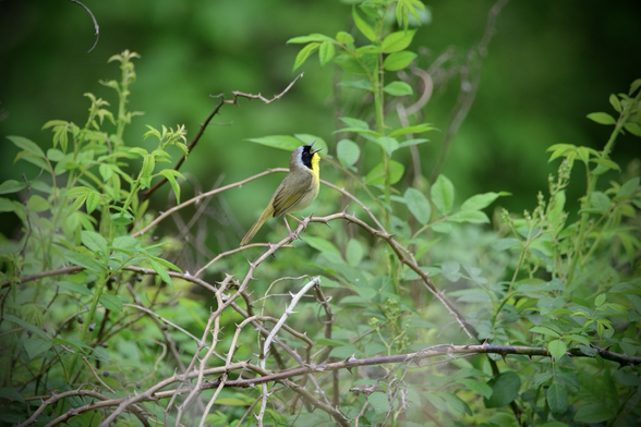 A male common yellowthroat, facing right, singing with its head facing up, perched on a tangle of bare, thorny branches - small warbler, dull olive overall, bright yellow throat, black mask bordered above by a white band.