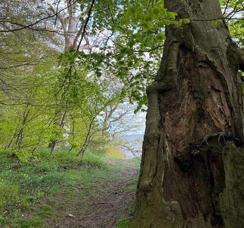 Ein alter Baum, an der Küste der Insel Vilm. Blick aus einem Küstenwald aufs Meer.