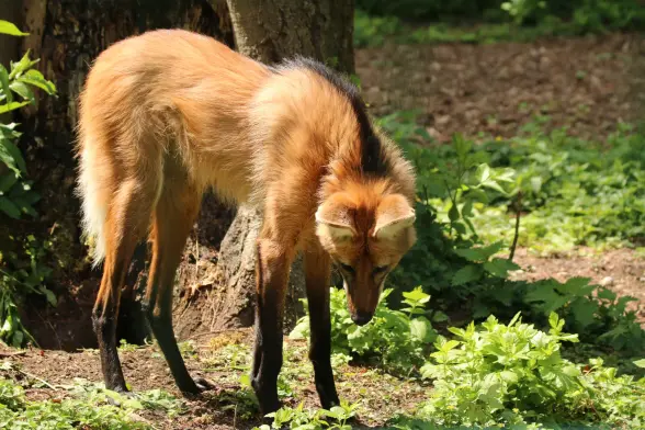 A maned wolf standing on a forest floor, looking curiously at something on the ground. Radar ears pointing there as well.

Lost interest quickly after this.