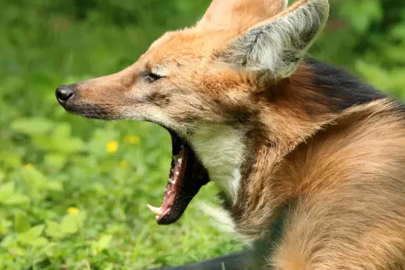 A maned wolf yawning passionately.