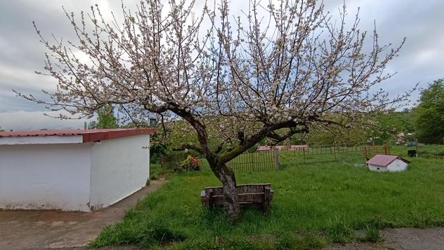 Sagarrondoa loretan, zelai berdearekin atzetik eta etxola bat alde bakoitzean