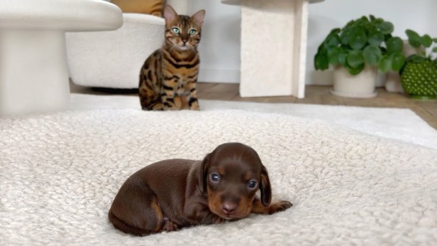 A small dachshund puppy sits in the foreground, while a striped bengal cat watches it from behind.