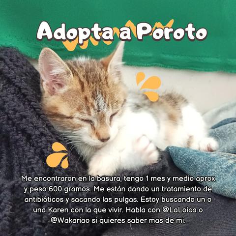Una foto de un gatito pequeño, atigrado y blanco, durmiendo plácidamente sobre una prenda de vestir azul y negra. El gatito parece tener aproximadamente un mes y medio de edad, y se encuentra en tratamiento por pulgas y antibióticos. La imagen incluye texto en español que invita a adoptar al gatito, cuyo nombre es Poroto, y proporciona información de contacto para obtener más detalles