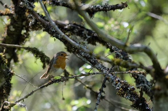 Rouge gorge posé sur une branche en sous-bois bec ouvert en train de chanter
