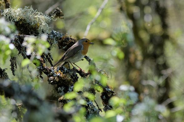 rouge gorge posé sur un tronc avec du lichen dans un sous-bois.