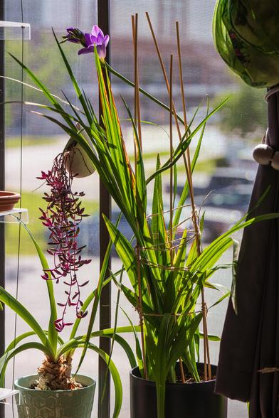 Photograph of a freesia plant in a bright widow. The plant is surrounded by a scaffolding made up of long bamboo skewers and natural twine in an attempt to keep the plant upright as it grows taller. There is one inflorescence at the end of a long stem and the plant has been turned so that at it reaches for light the stem wraps around the bamboo skewers. The inflorescence consists of a row of trumpet-shaped flowers with one flower open and the rest still closed. Each flower has three pointed sepals surround three pointed petals. At the center of each flower is a pistil with six stigma and a cluster of stamens. This variety has purple petals surrounding a white and yellow center surrounding purple stamens with dark purple-black anthers and a purple pistil with purple stigma.