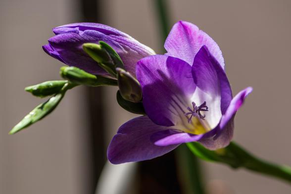 Photograph of a freesia plant inflorescence. The inflorescence consists of a row of trumpet-shaped flowers with one flower open and the rest still closed. Each flower has three pointed sepals surrounding three pointed petals. At the center of each flower is a pistil with six stigma and a cluster of stamens. This variety has purple petals surrounding a white and yellow center which surrounds purple stamens with dark purple-black anthers and a purple pistil with purple stigma.