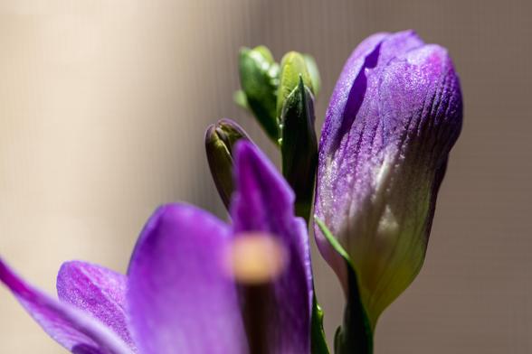 Closeup photograph of an unopened freesia flower bud. Freesia flowers have three pointed sepals surround three pointed petals. At the center of each flower is a pistil with six stigma and a cluster of stamens. This variety has purple petals surrounding a white and yellow center which surrounds purple stamens with dark purple-black anthers and a purple pistil with purple stigma.