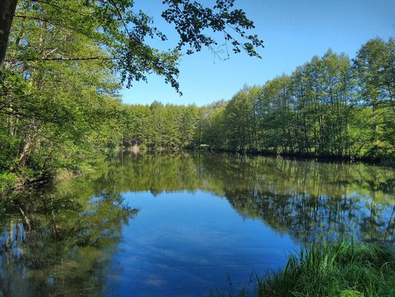 Mały staw w słoneczny dzień. Otoczony jest wąskim szpalerem drzew, które mienią się w słońcu jaskrawą zielenią. Te po prawej stronie wydają się nieco mniej zagęszczone, spomiędzy nich prześwituje sąsiadująca ze stawem słoneczna łąka. Przeciwległy i prawy brzeg zdają się łączyć pod kątem prostym, podczas gdy lewy jest bardziej nierówny. Rosnące na nim drzewa nieco chylą się nad wodą, u góry nachodzą na środek kadru. Niebo jest jaskrawobłękitne, bezchmurne. Woda odbija przede wszystkim zieleń rosnących drzew, z błękitnym fragmentem nieba pośrodku. W prawym dolnym rogu zdjęcia wystaje kępa traw w odcieniu zieleni bliżej błękitu.