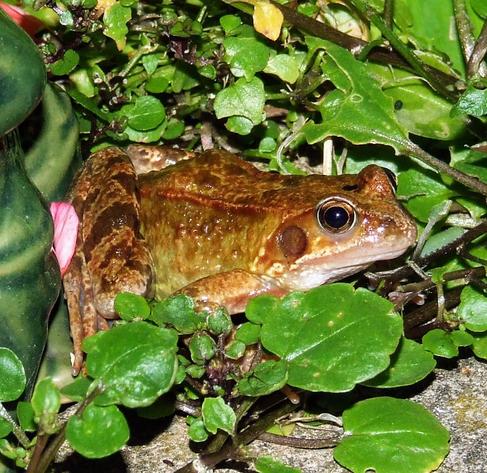A Rana temporaria frog sits on the edge of our pond surrounded by the shiny green leaves of watercress. The frog is yellowish brown, and only 
its tympanum, just behind its eye, is noticeably darker. It has a reddish line down its back and much darker patches on its rear legs.