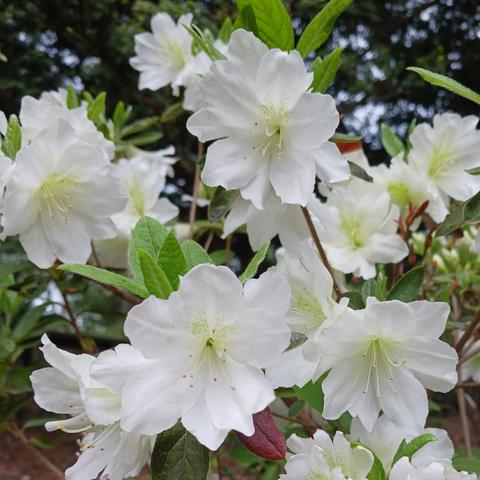 Photo of white azalea flowers amidst light green foliage.