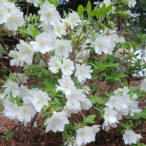 Photo of a white azalea bush with many white flowers blooming amidst light green foliage.