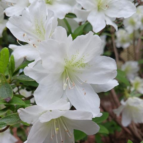 Close-up photo of a white azalea flower with many other flowers and light green foliage in the background.