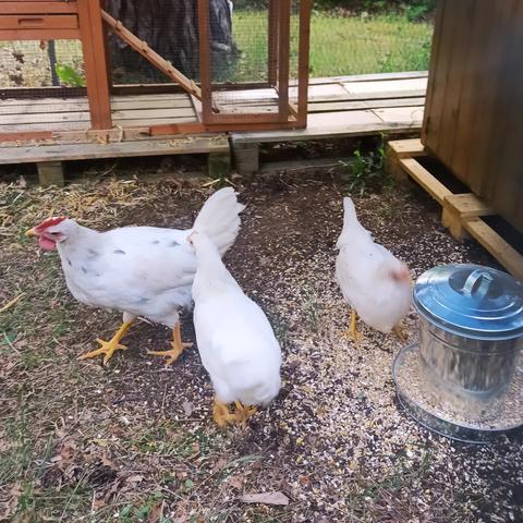 Gros plan sur les gallinacés dans l'enclos du poulailler du lycée Louis-Bascan. Deux poules et un coq picorent au sol, entourés d'herbe et de copeaux de bois, avec un abri.