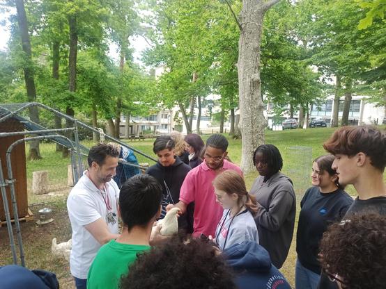 Depuis le 7 mai, trois poules et un coq ont pris résidence au lycée Louis-Bascan, à Rambouillet (78). Ces gallinacés ne sont pas là pour picorer des miettes de savoir : ils s’inscrivent dans un projet pédagogique original haut perché mêlant autonomie alimentaire,  éducation au développement durable (EDD), responsabilité et un soupçon de bonne humeur.