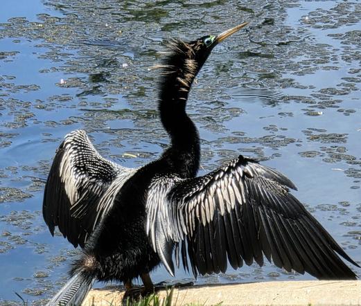 Unusual black water bird resting in the sunshine, perched on a concrete drainage fixture next to a pond.