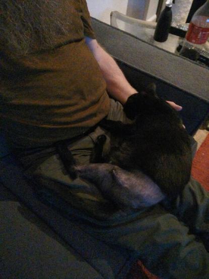 Young black cat named Lúthien, with a shaven hind leg and a long, stitched wound on it, sleeps on her hooman's lap