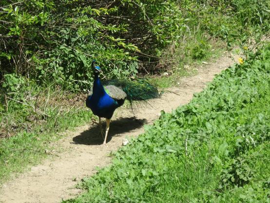 A bright blue bird with green feathers sticking out and a crest sticking out from its head, walking along a dirt trail between grass and some bushes.