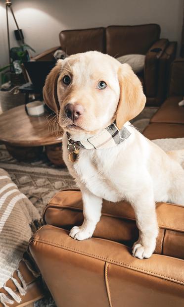 Photo of my puppy Jake on the couch