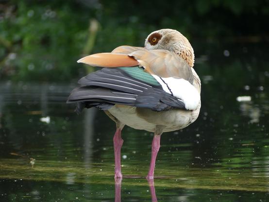 An Egyptian Goose stands by the water, tucking its head into its feathers