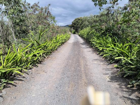An unpaved road lined with dragon fruit plants on both sides.