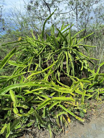 A large and chaotic clump of dragon fruit plants