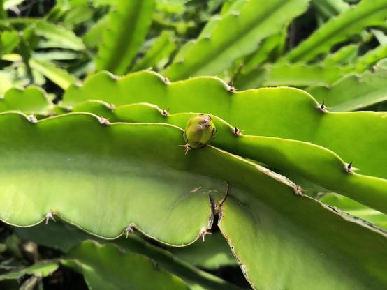 Closeup of a dragon fruit plants with a small bud right in the middle