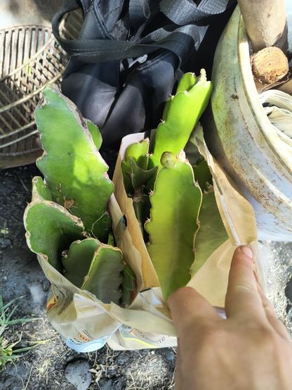 Two bags of dragon fruit cuttings from dragon fruit alley