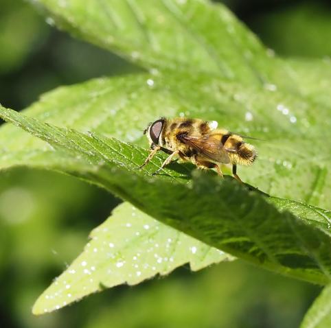 A hoverfly stands sideways on a leaf. It has rather long fur, in bands of yellow and brown, looking rather dishevelled