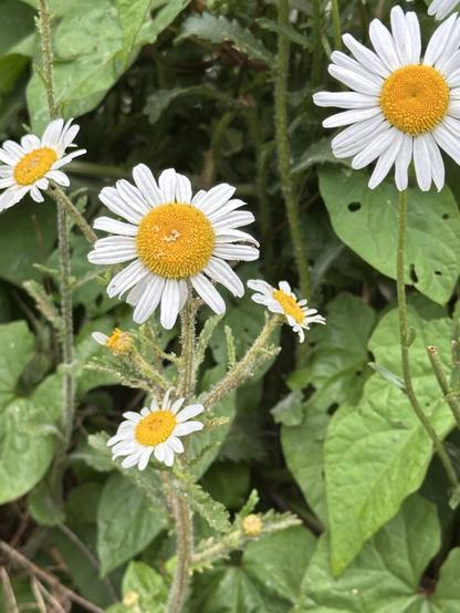 Daisies among green leaves