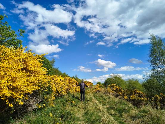 One of us walking up a track heading up the hill. Summer hat on and arms outstretched, enjoying the warmth of the sun. Yellow gorse and broom everywhere. I love this part of the walk as the wild flowers here are ace.