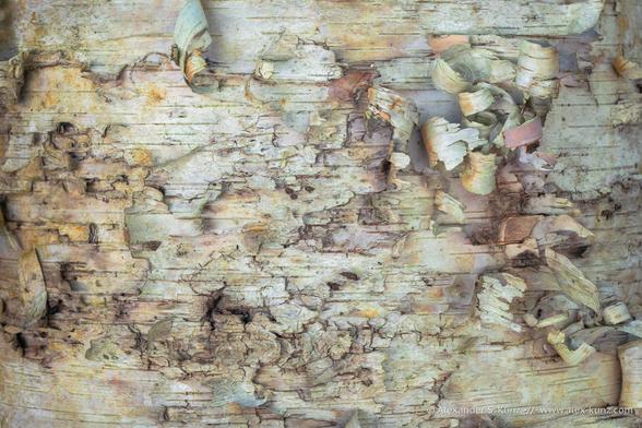 Close-up photo of Paper Birch bark