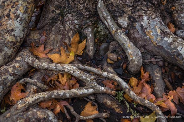 Close-up photo of Sycamore roots and leaves caught between and underneath them