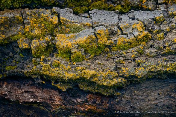 Close-up photo of an oak tree's bark, with lichen and moss growing on it.