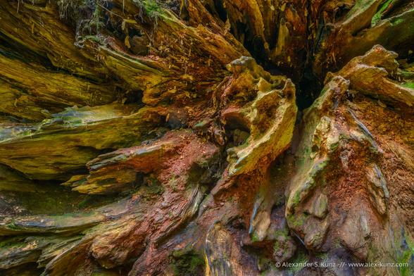 Photo of the decomposing underside of a redwood tree that has fallen over on its side.