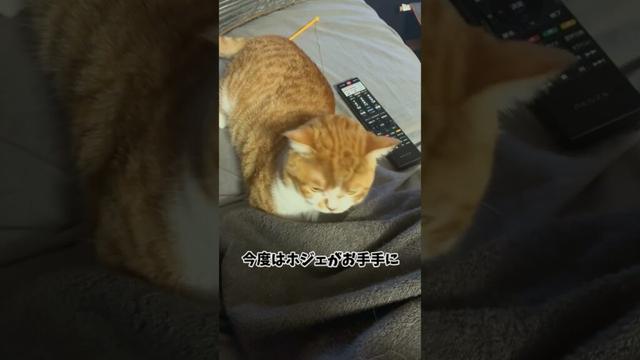 どっきりを仕掛け合うホジェと飼い主#shorts