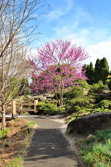 An asphalt path leads to a short wooden bridge next to a hill with coniferous trees, bushes, shrubs and a striking redbud tree with pink blooms under a blue sky with white wispy clouds.