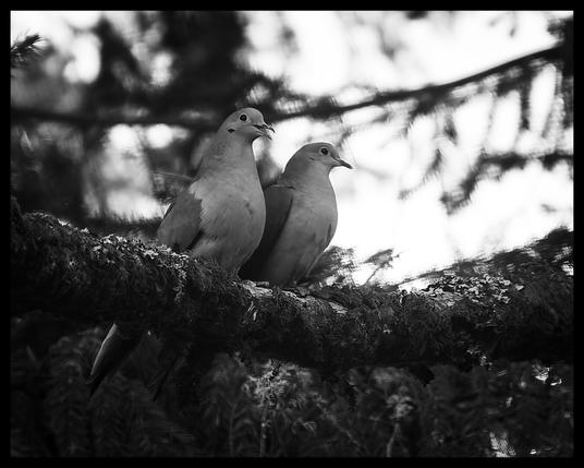 Monochrome image of two mourning doves sitting on a mossy tree branch.