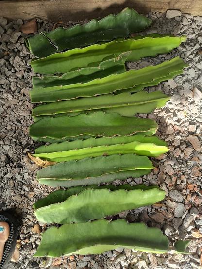 A bunch of dragon fruit cuttings arranged in a row on the ground