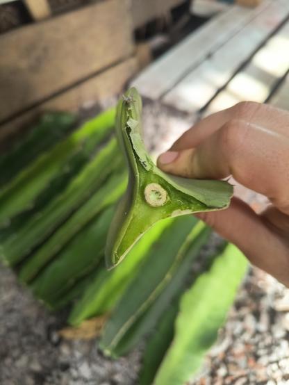 Closeup of the bottom of a dragon fruit cutting, showing how the cut is in the process of drying