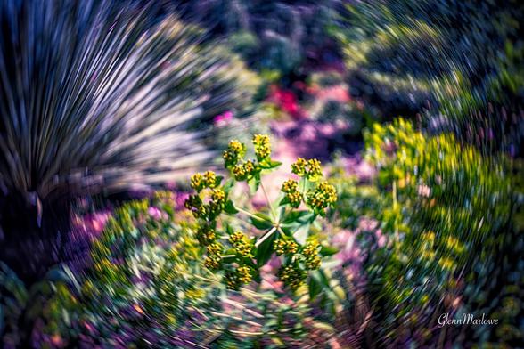 A vibrant, abstract image of green plants with clusters of yellow flowers, set against a blurred, colorful background of foliage. The composition has a swirling effect, adding a dynamic quality to the scene.