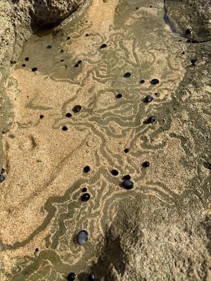 Photograph of a rock pool near the ocean. Black snails have left wiggly trails in the sand at the bottom of the pool.