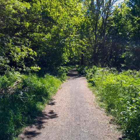 Ein grauer Radweg führt durch einen grünen Wald