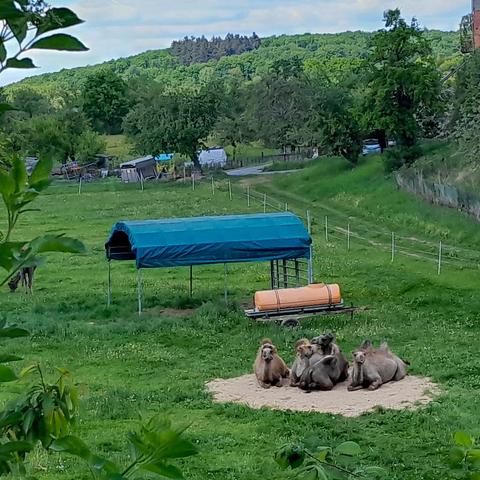 Eine Wiese, darauf vier liegende Kamele