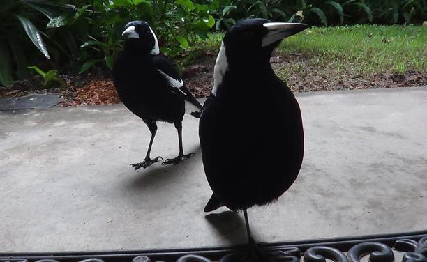Close up photo of two magpies standing on a concrete path. the first bird is standing straight on looking slightly to it's left, the second bird is standing just behind looking at the camera. In the background is some green grass and some plants